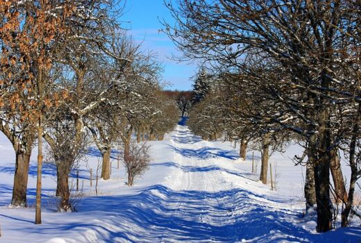 Schneebedeckter Wanderweg. Links und rechts des Weges stehen Bäume.